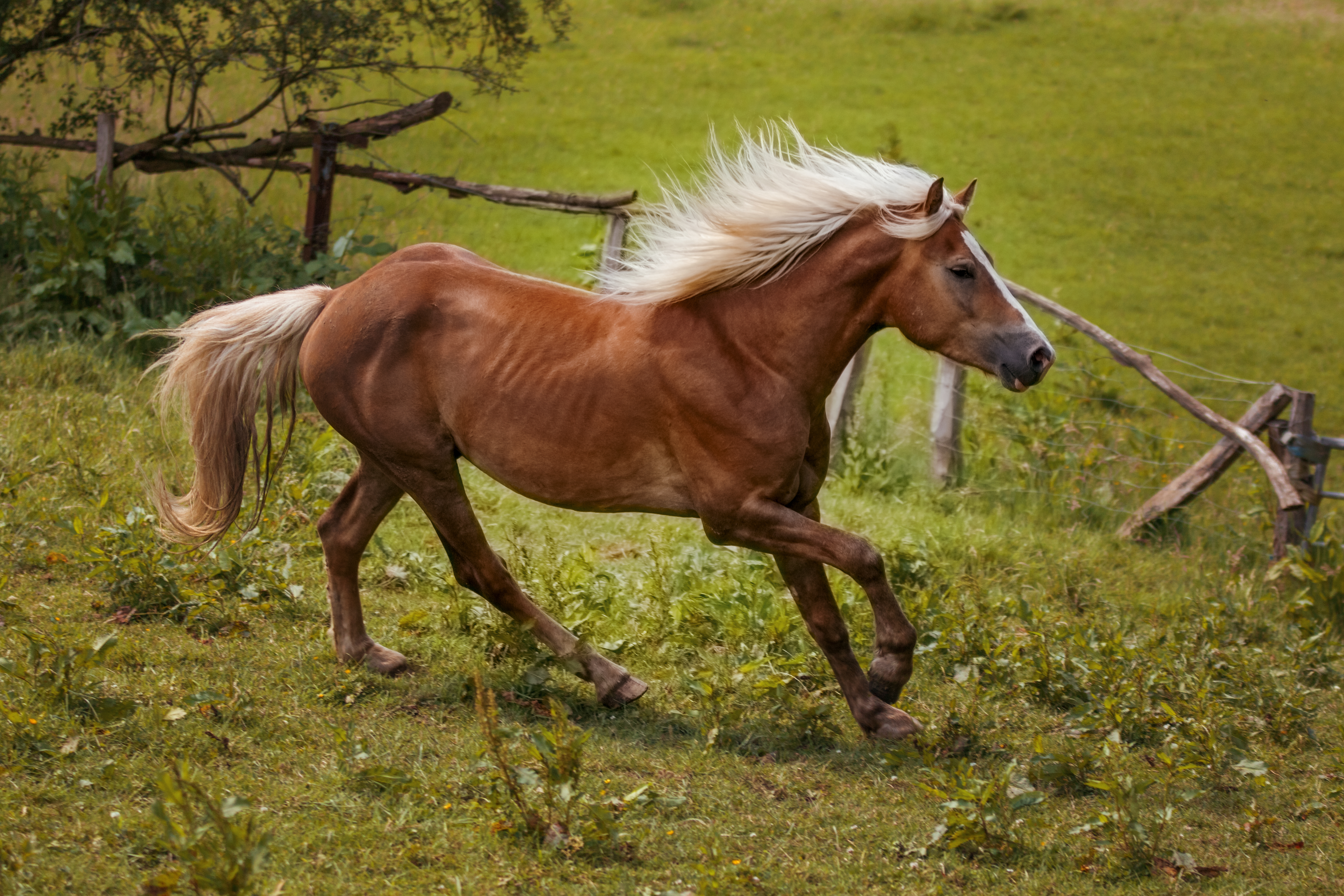 Haflinger Freilauf