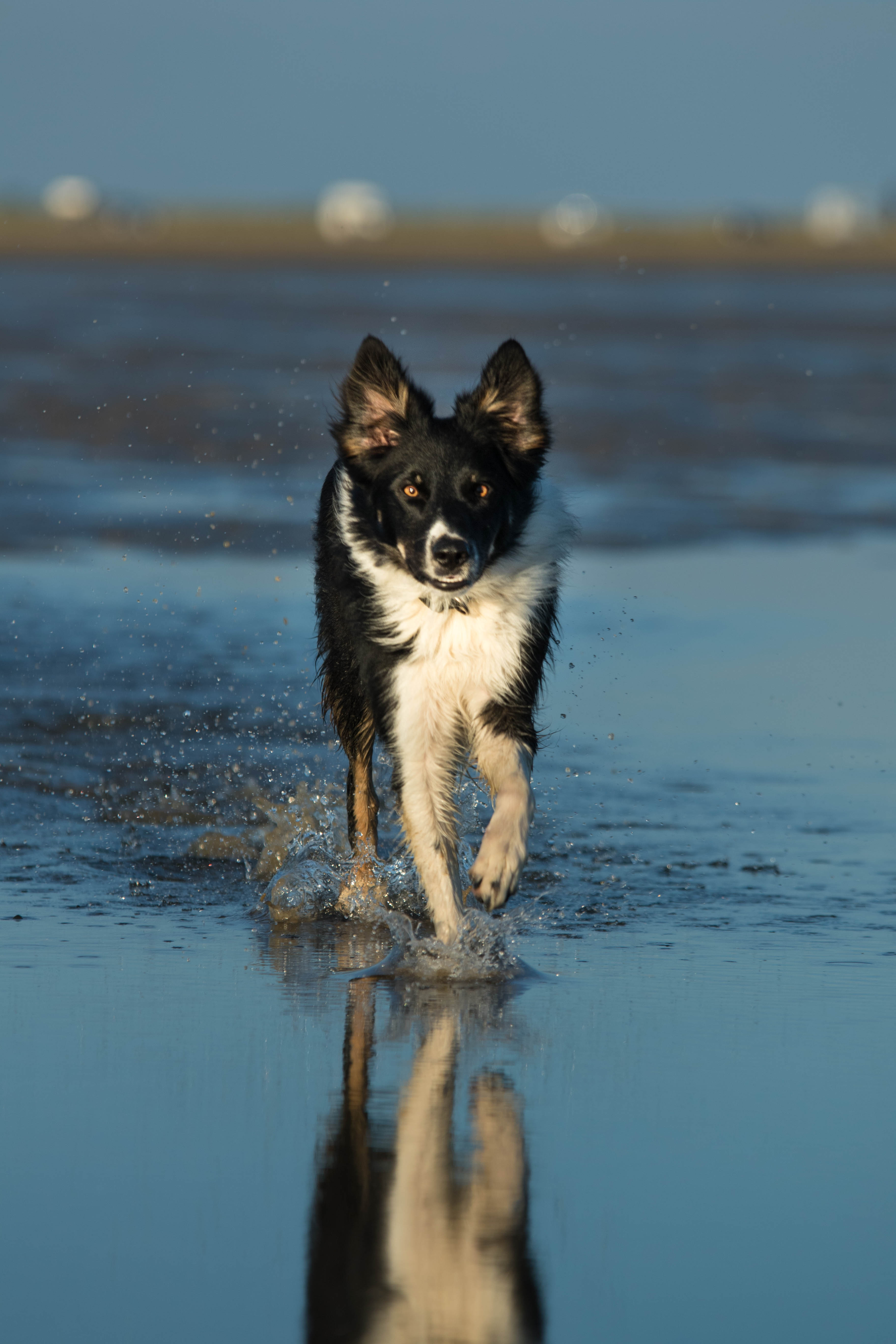 Hund Strand