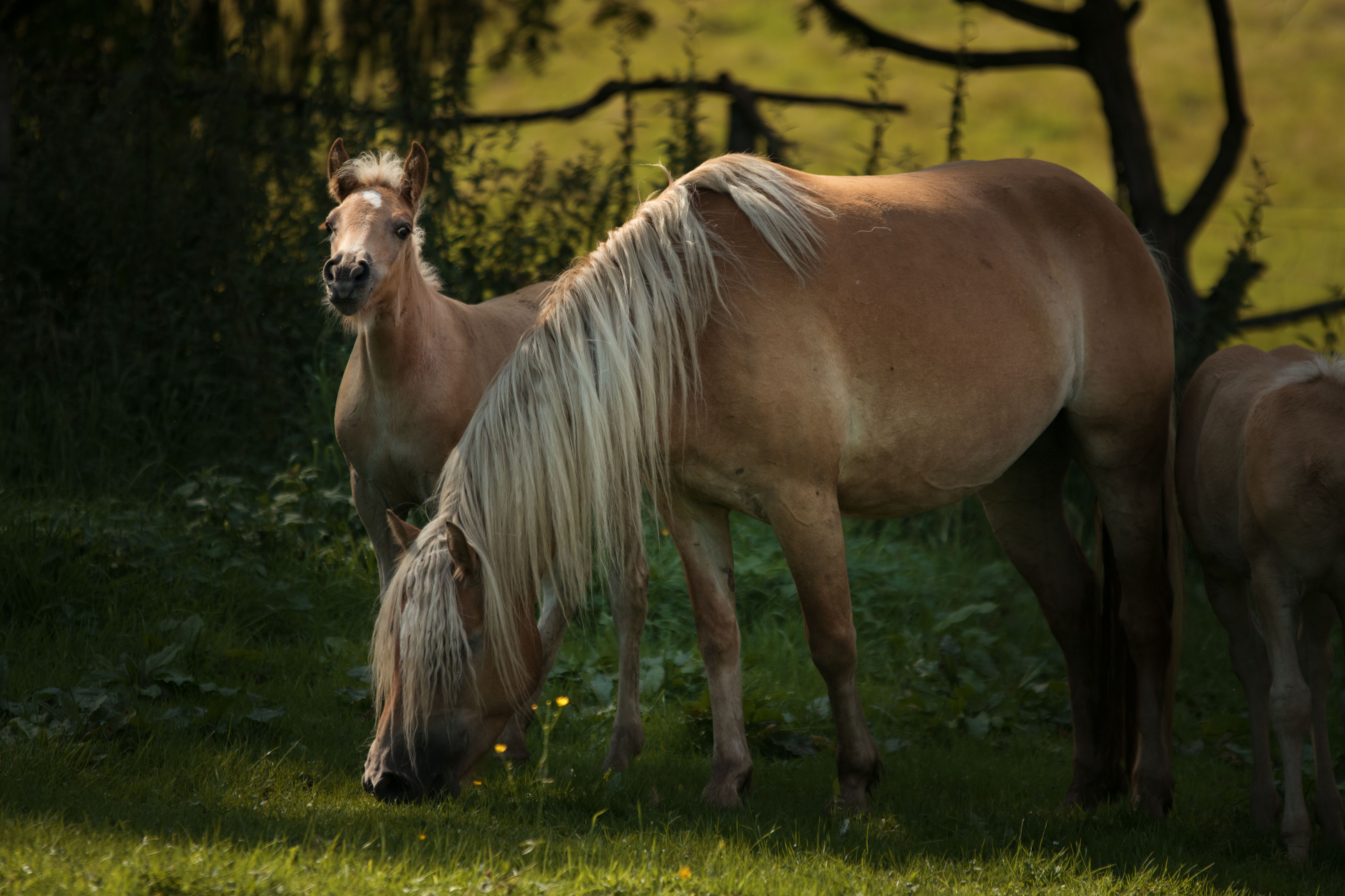 Haflinger