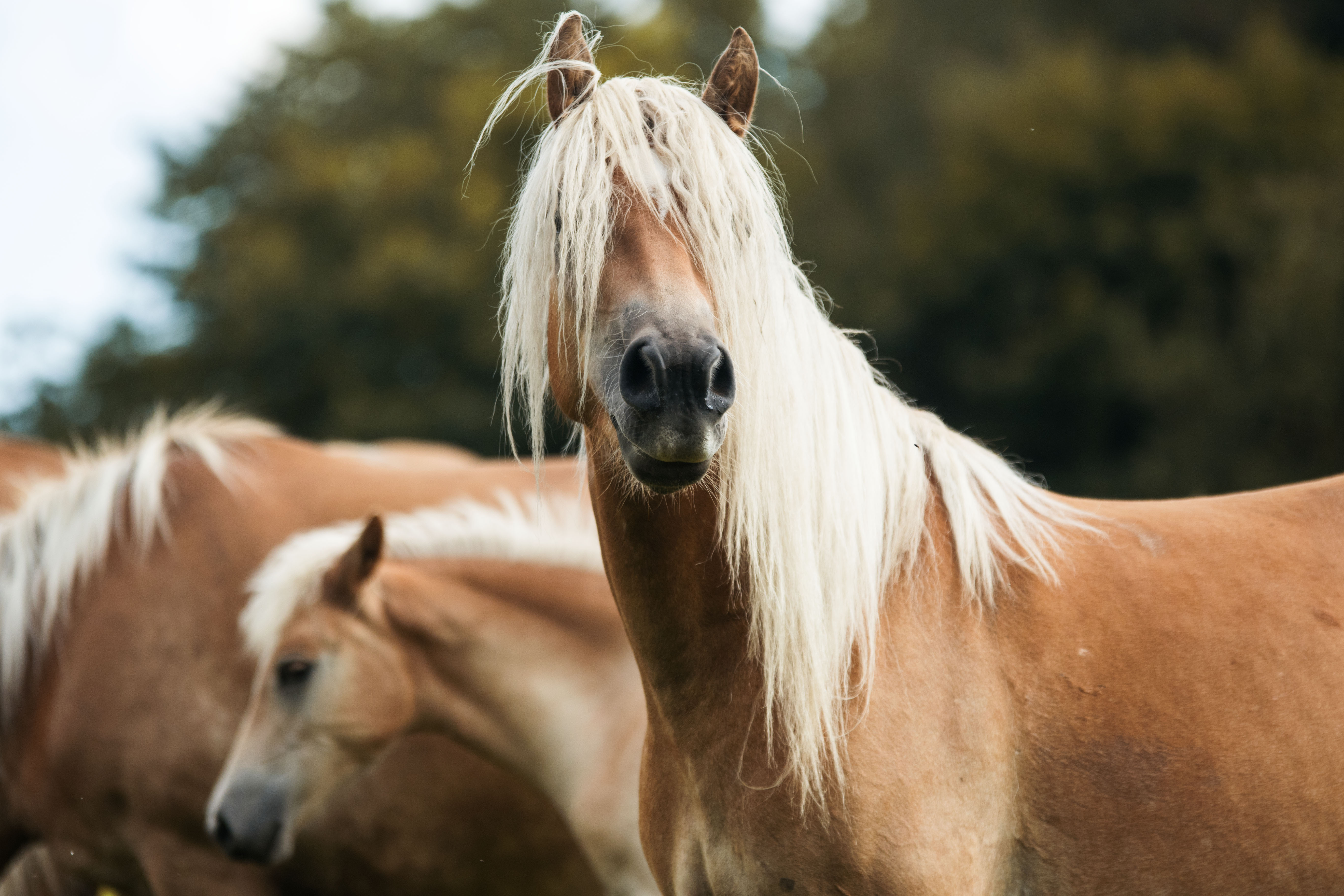 Haflinger