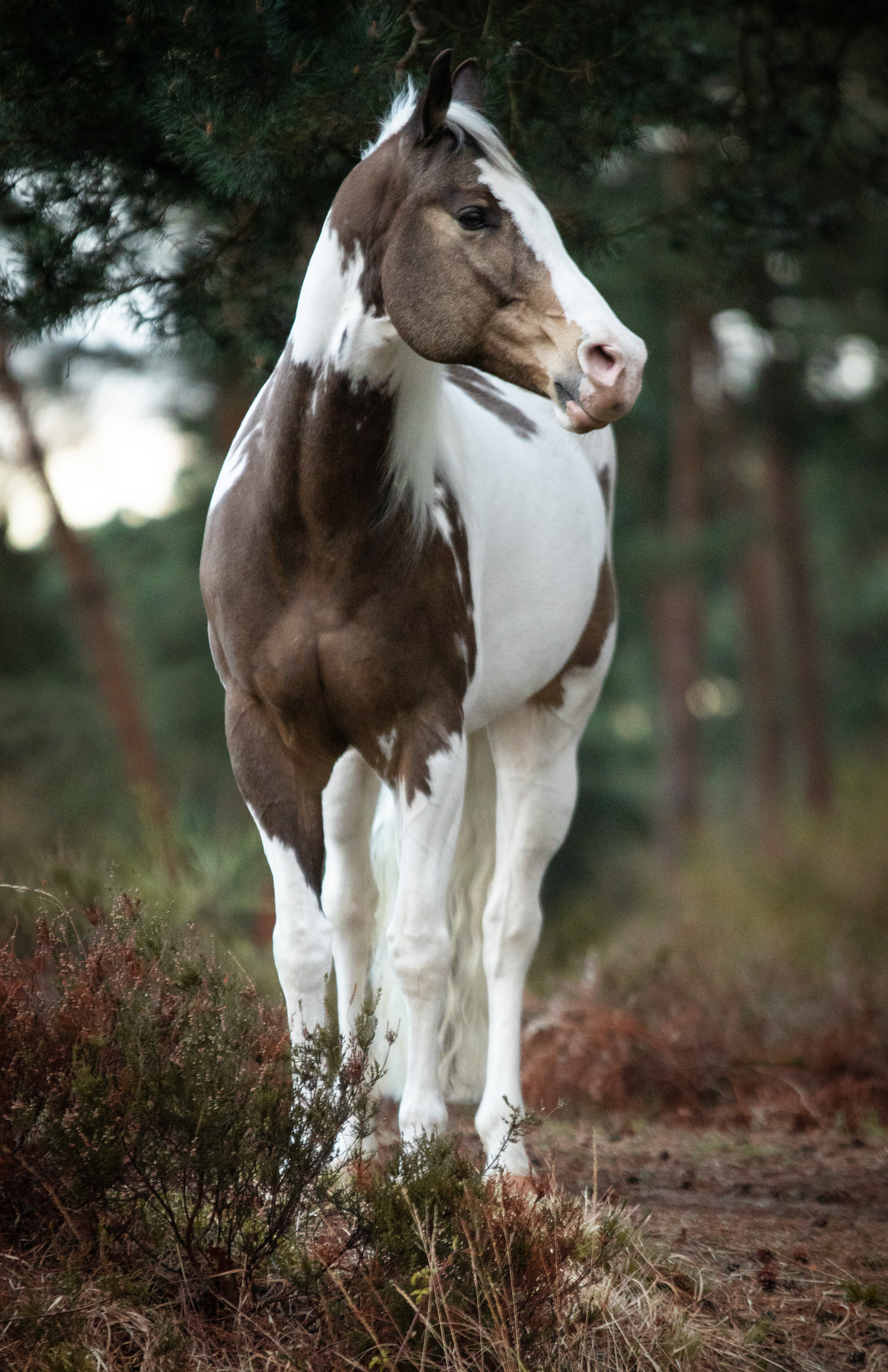 Fotoshooting