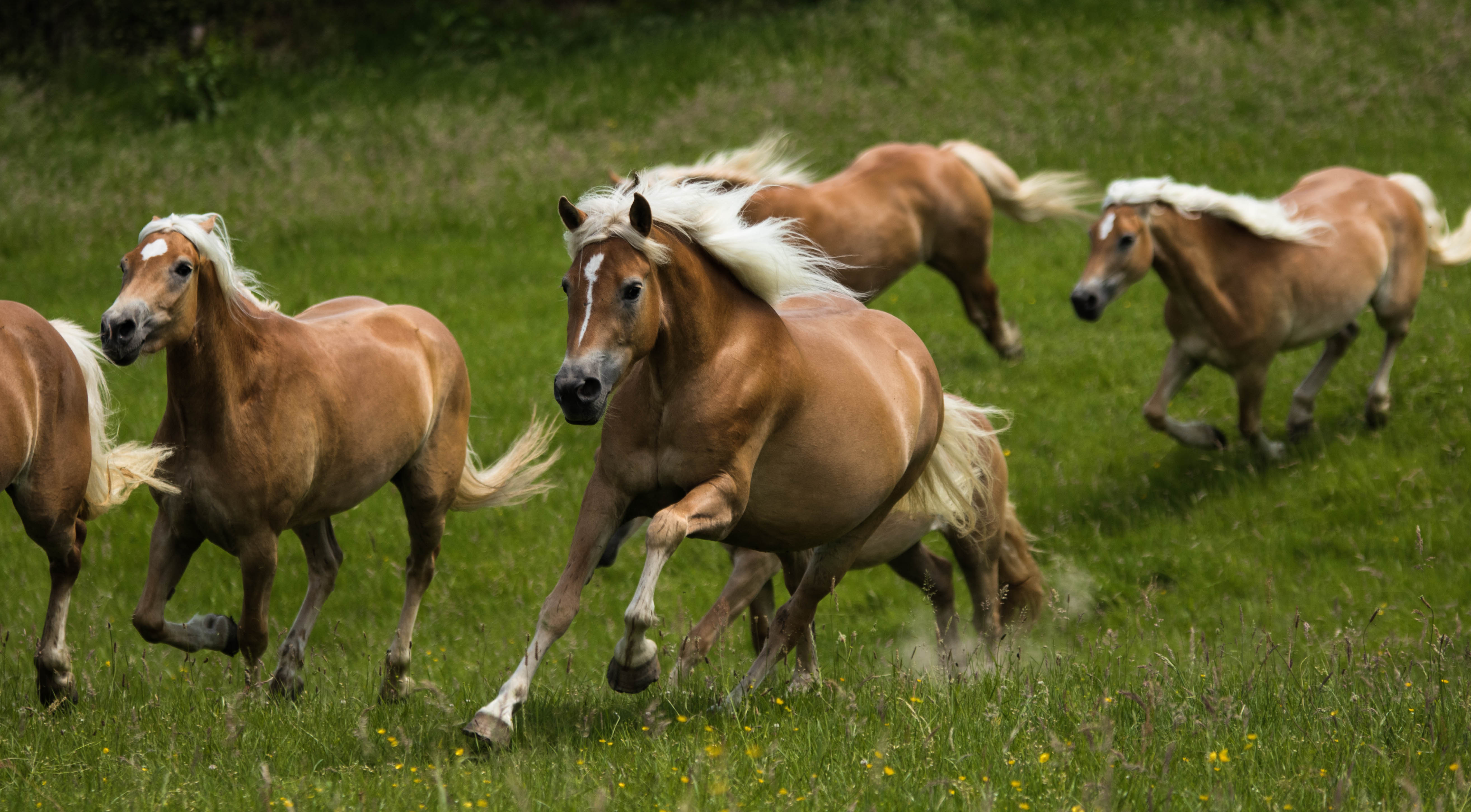 Haflinger