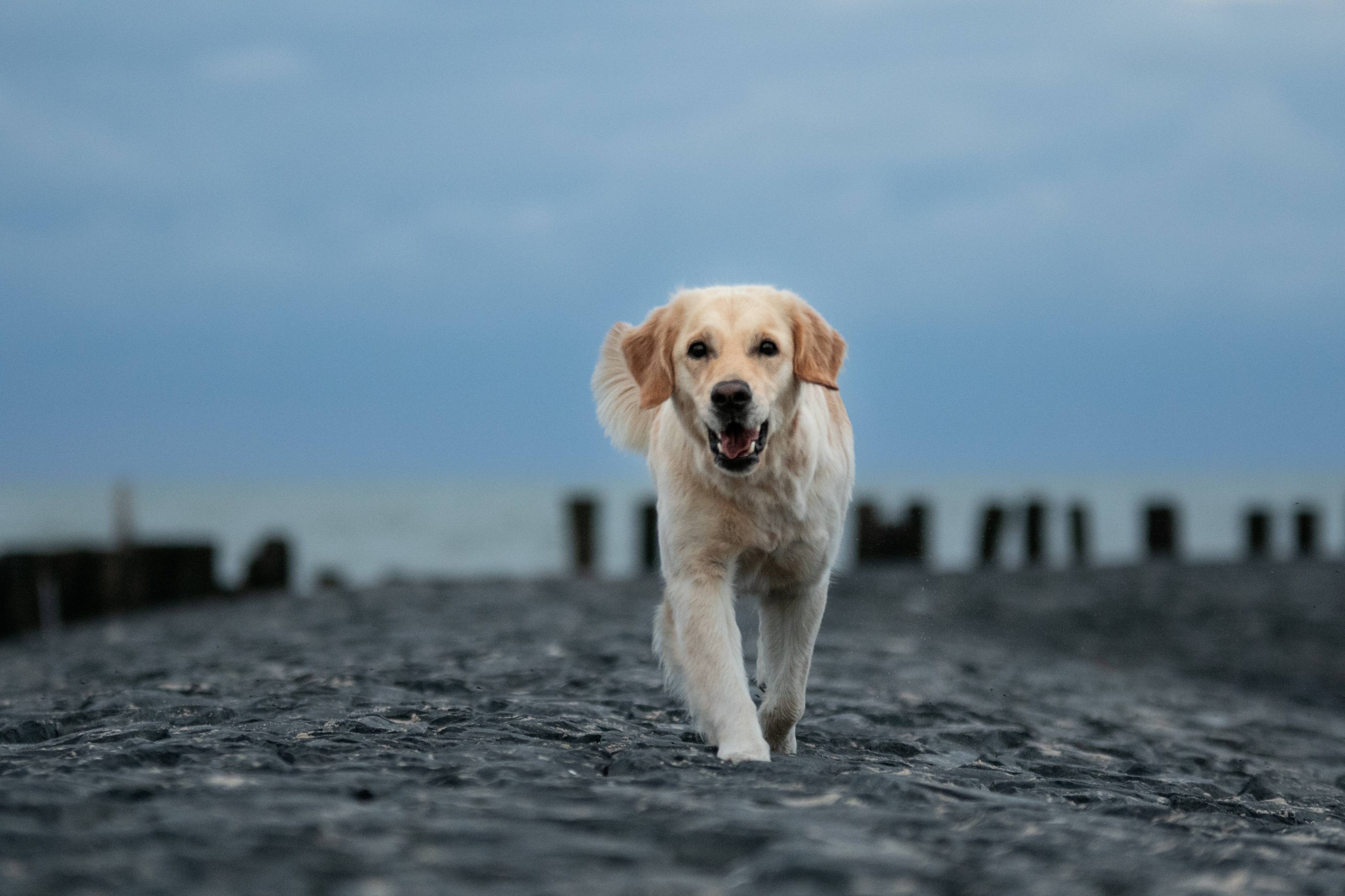 Hund Strand