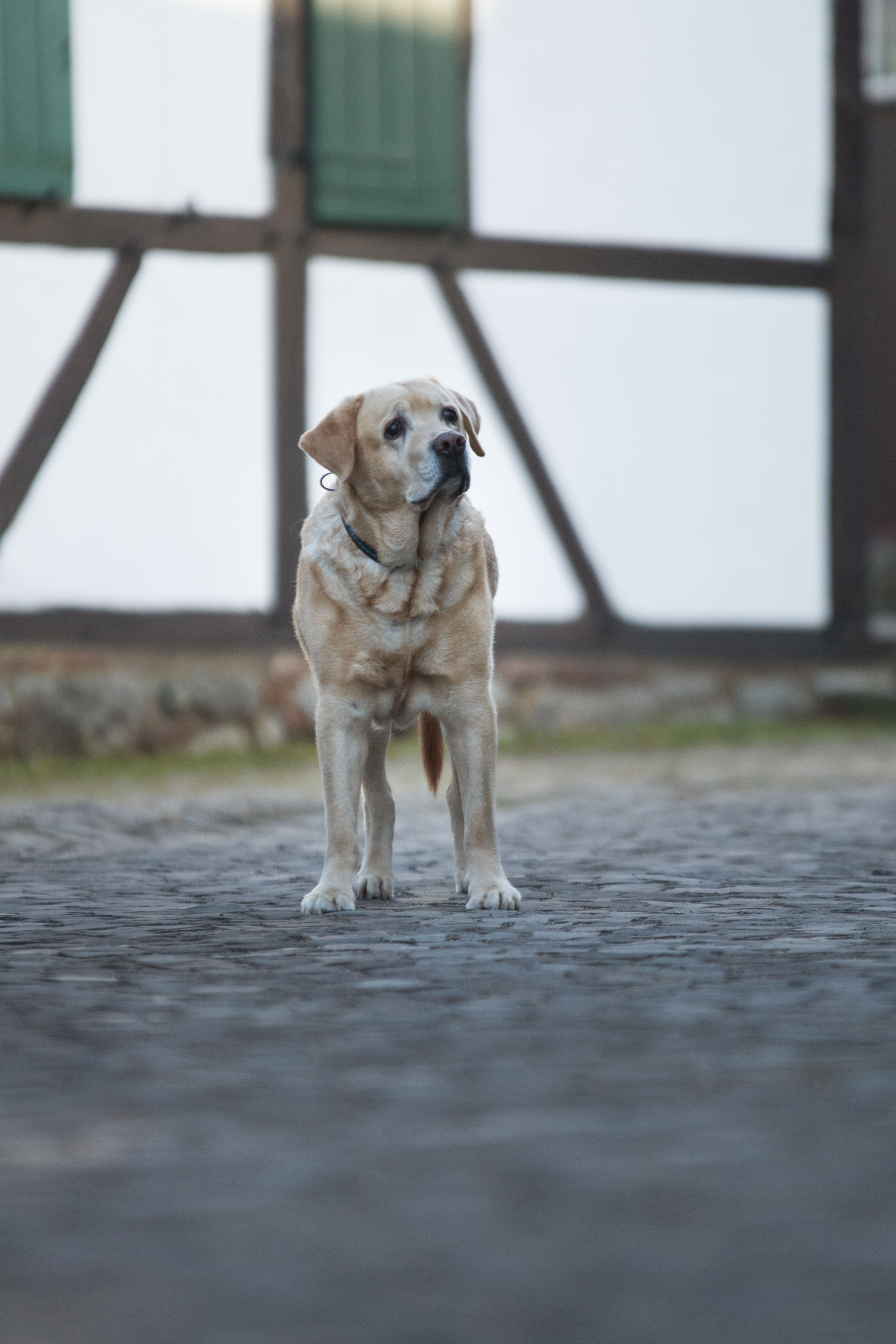 Labrador Wand