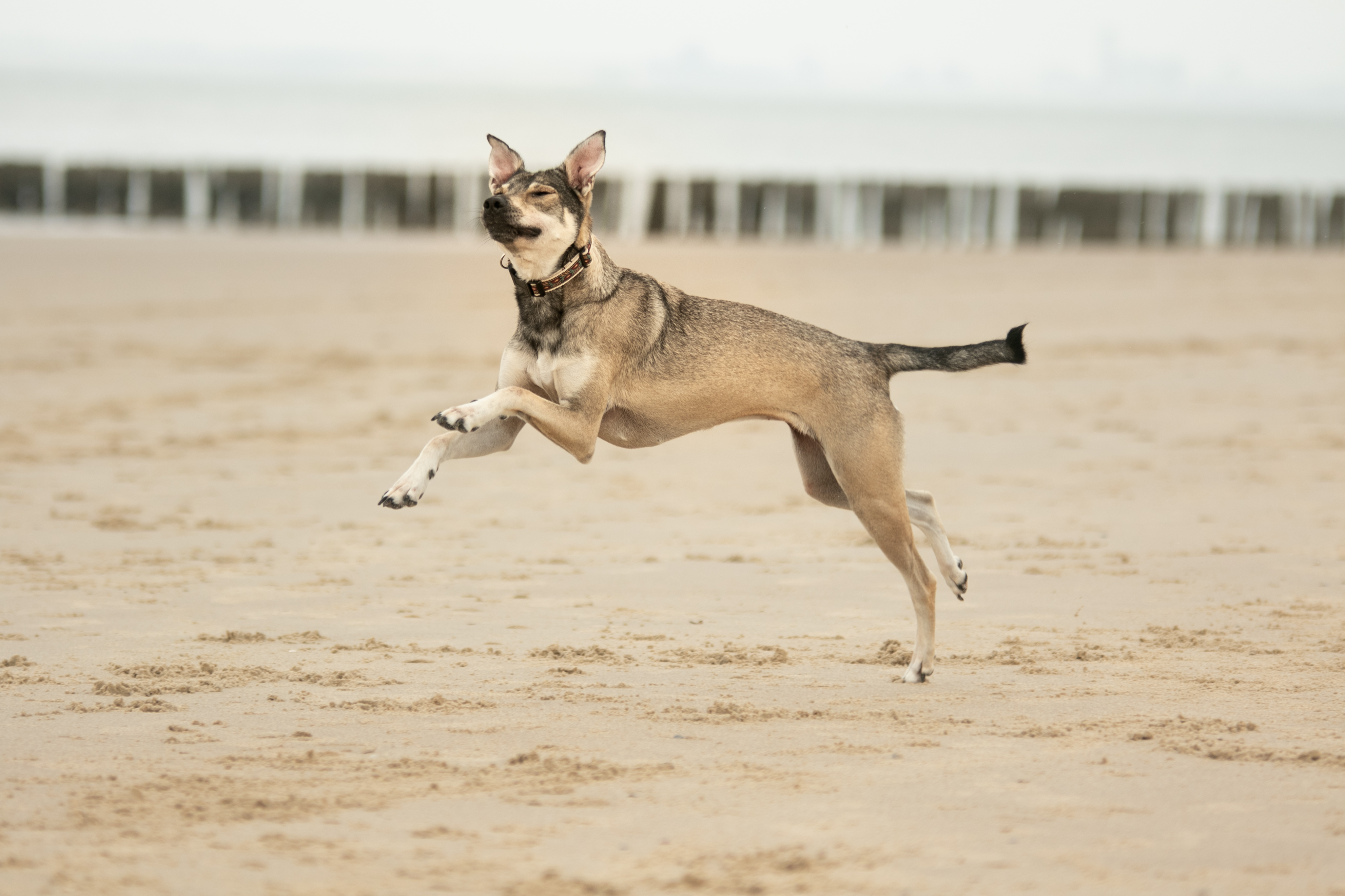 Hund Strand