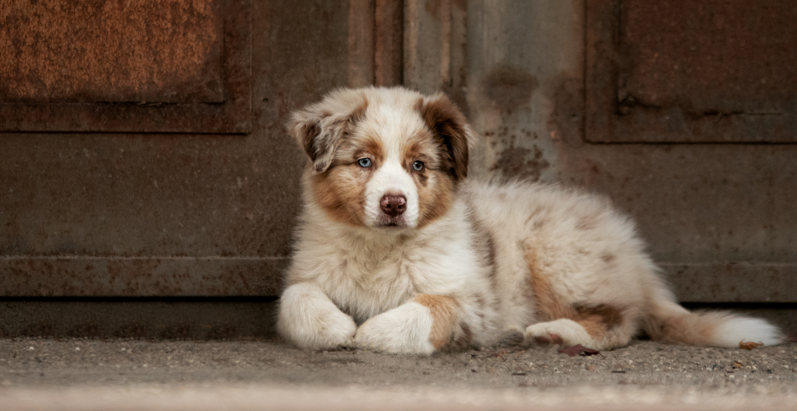 Australian Sheperd