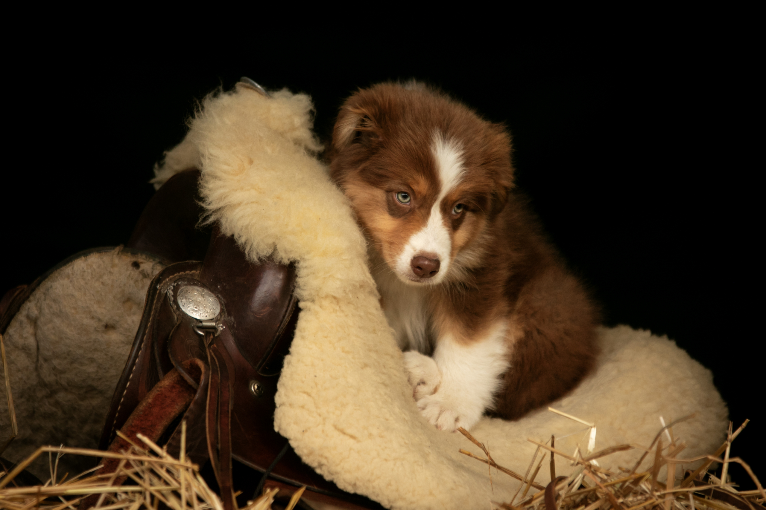 Australian Sheperd