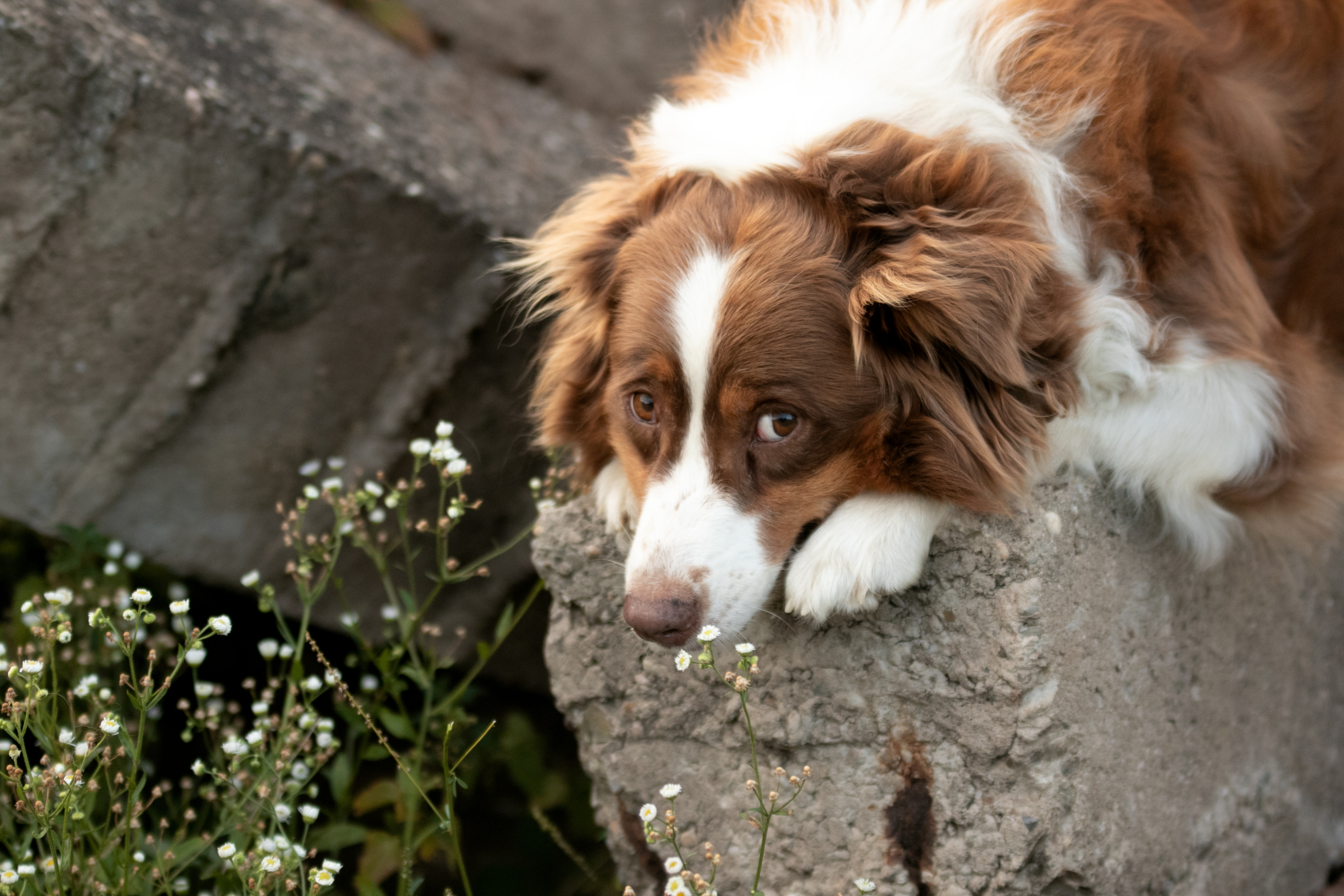 Australian Sheperd