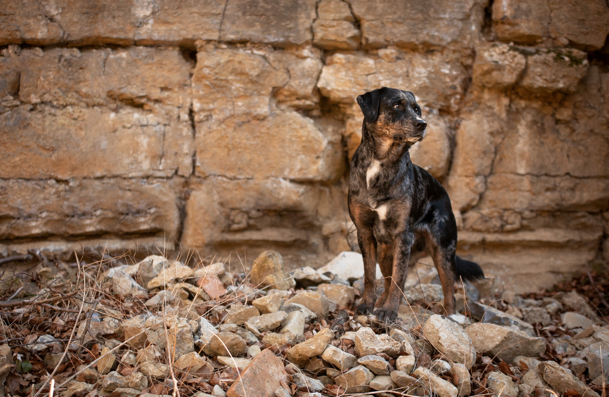 Hund Steinbruch