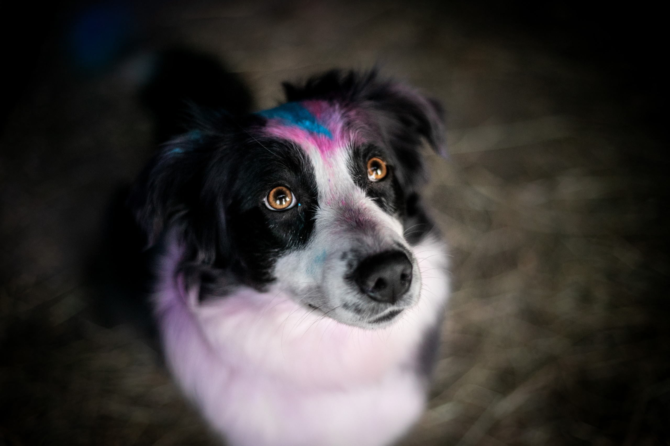 Hund Holi Pulver