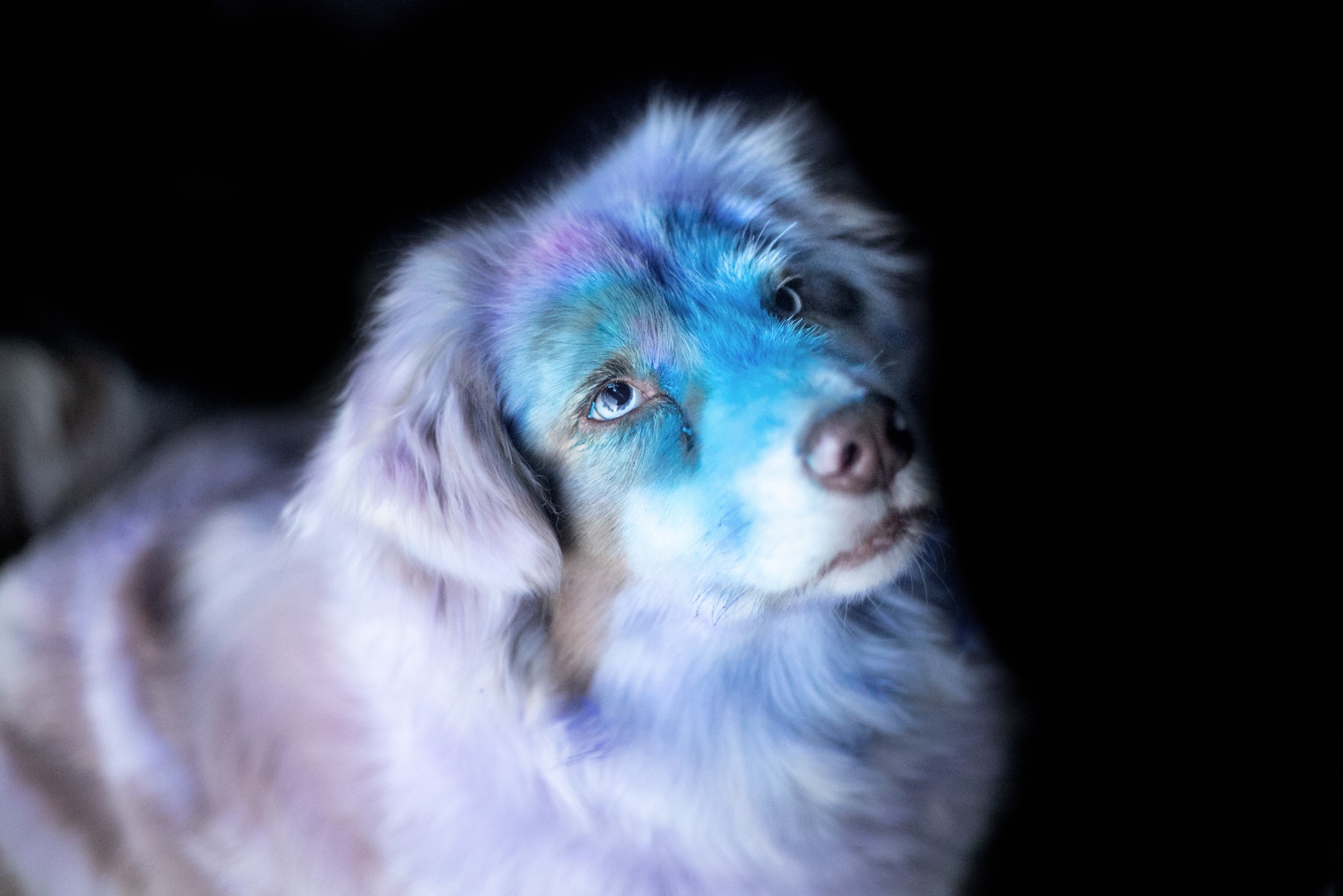 Hund Holi Pulver