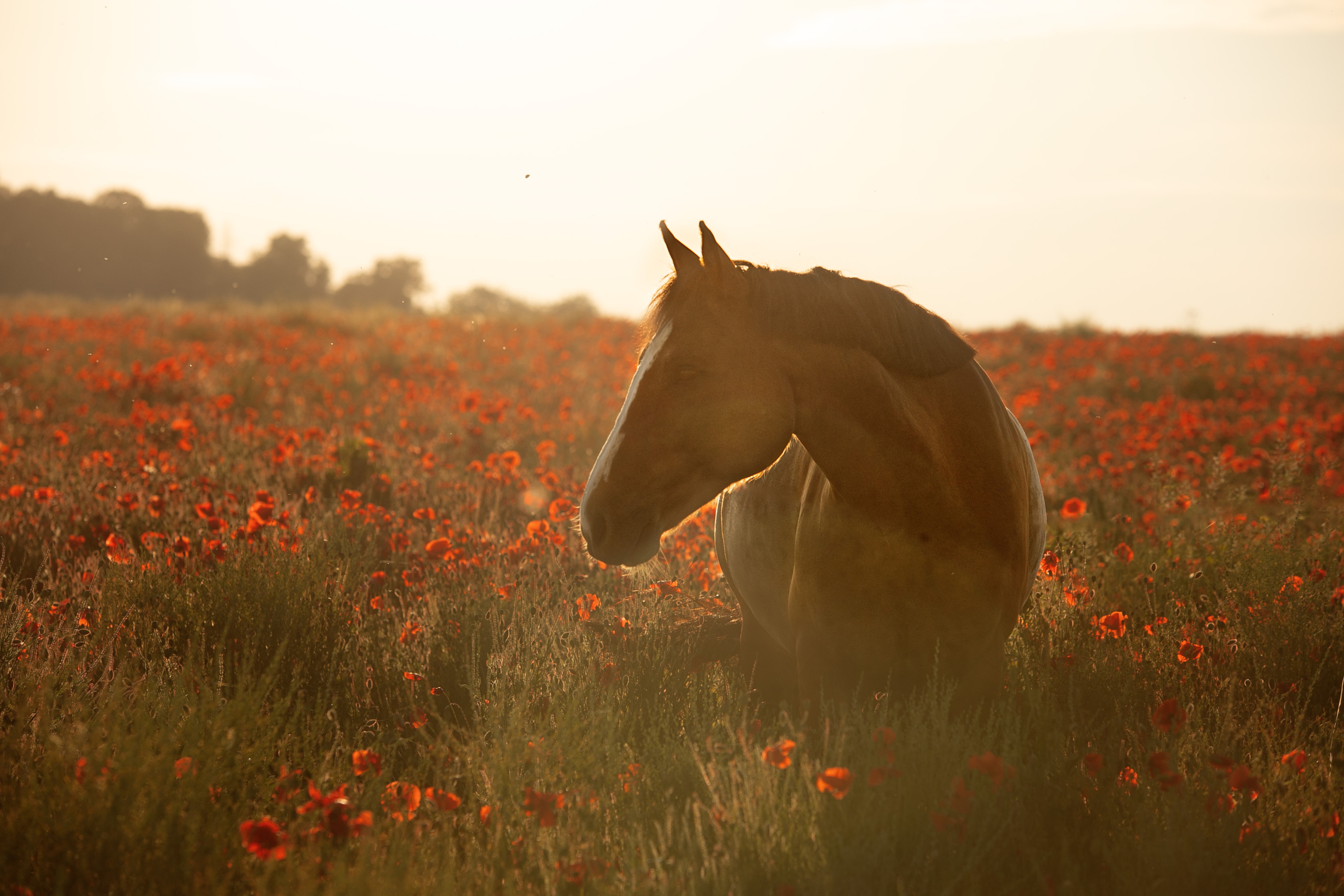 Mohnblumen