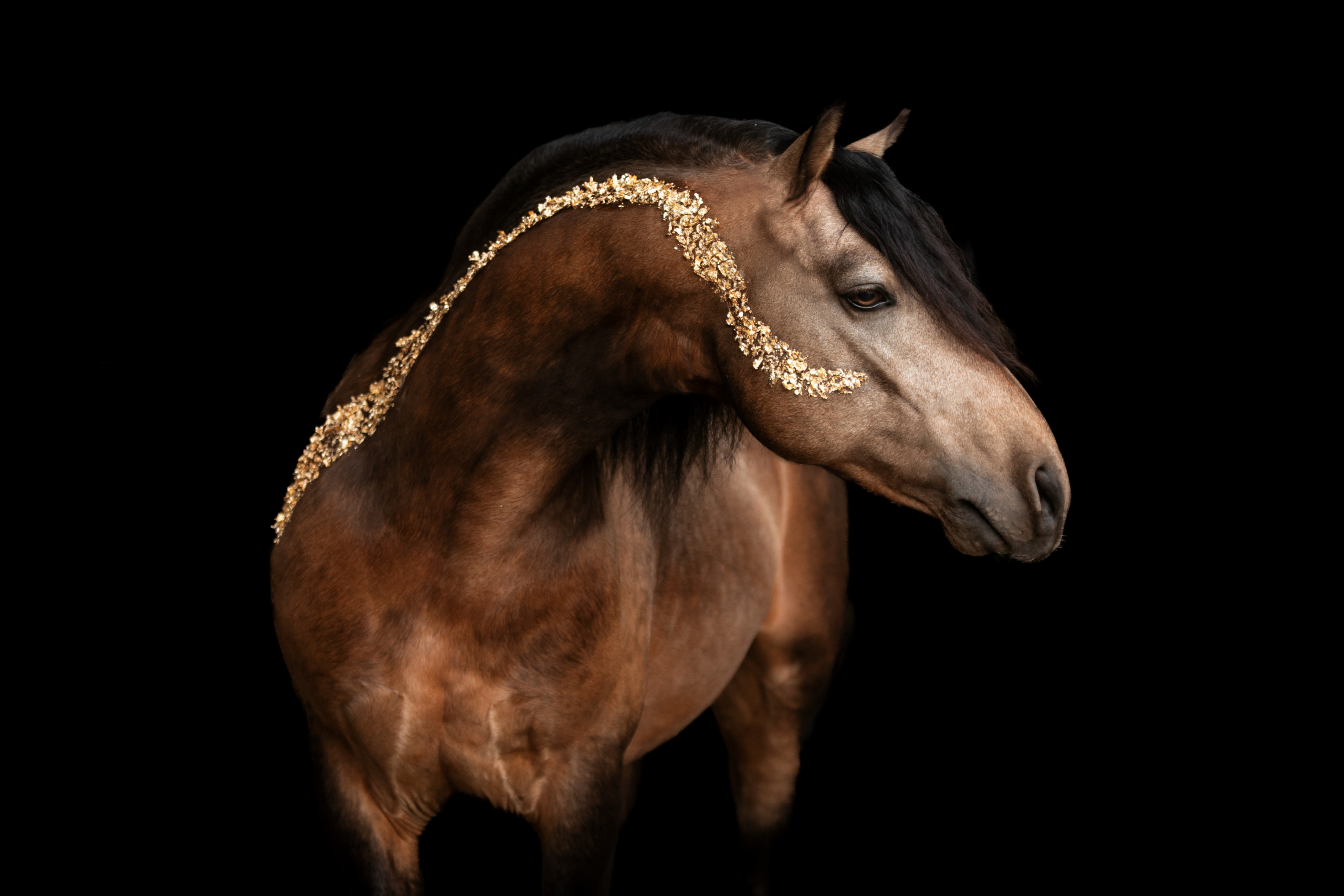 Golden Horses