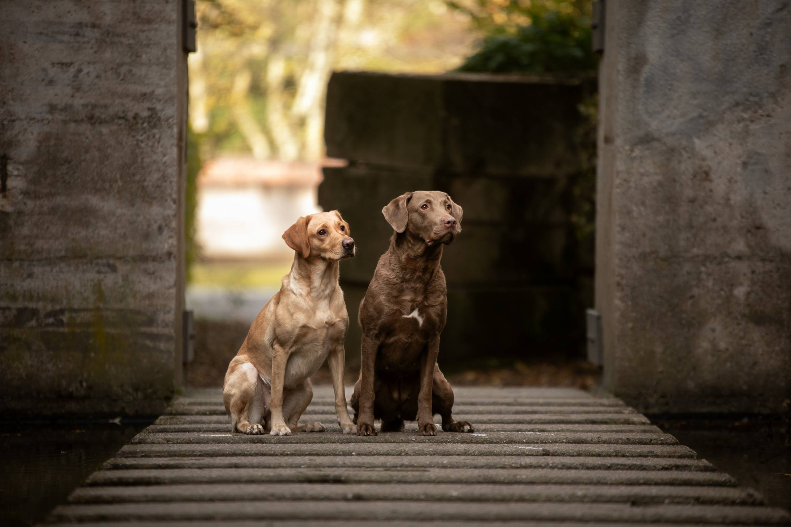 Labrador