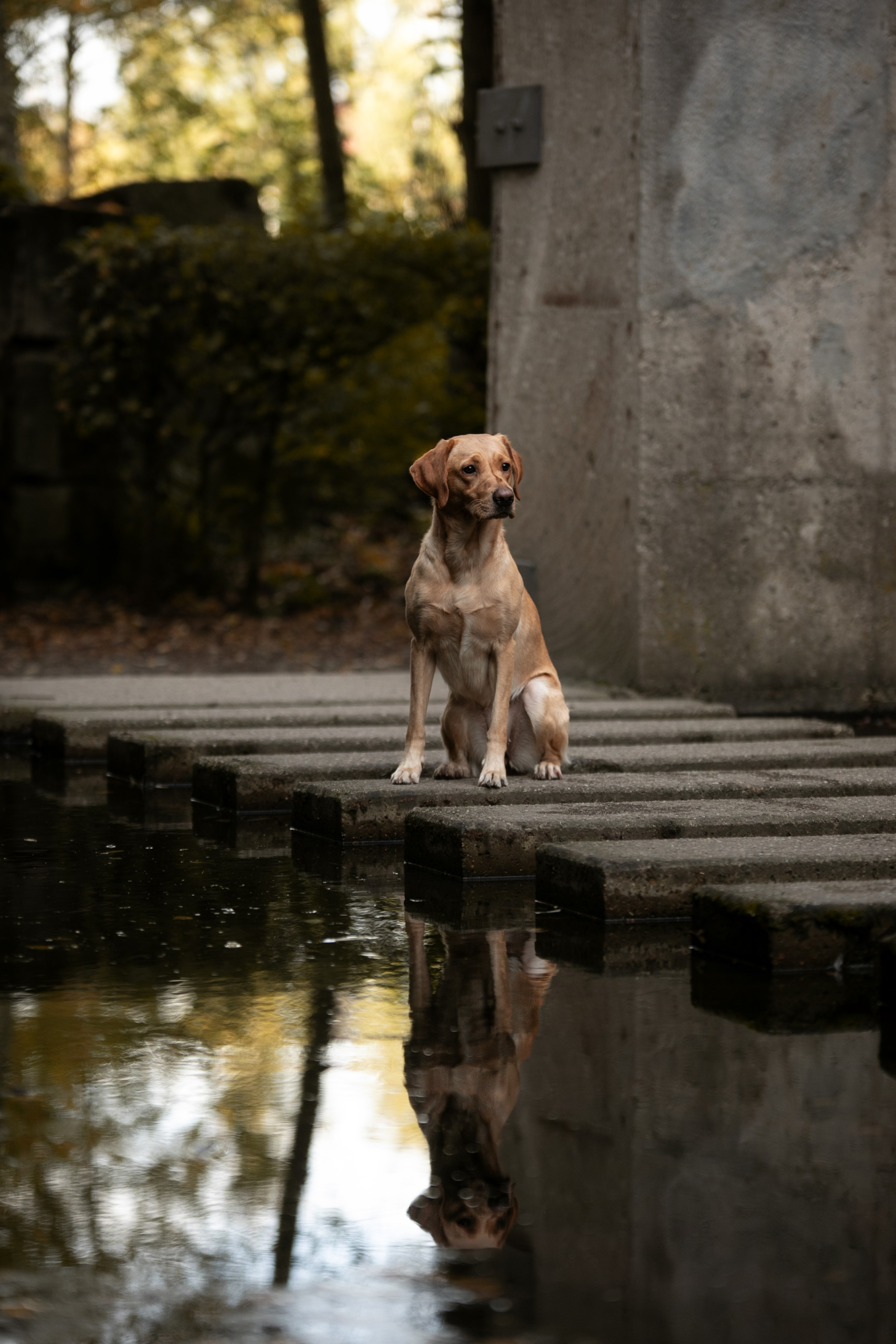 Labrador