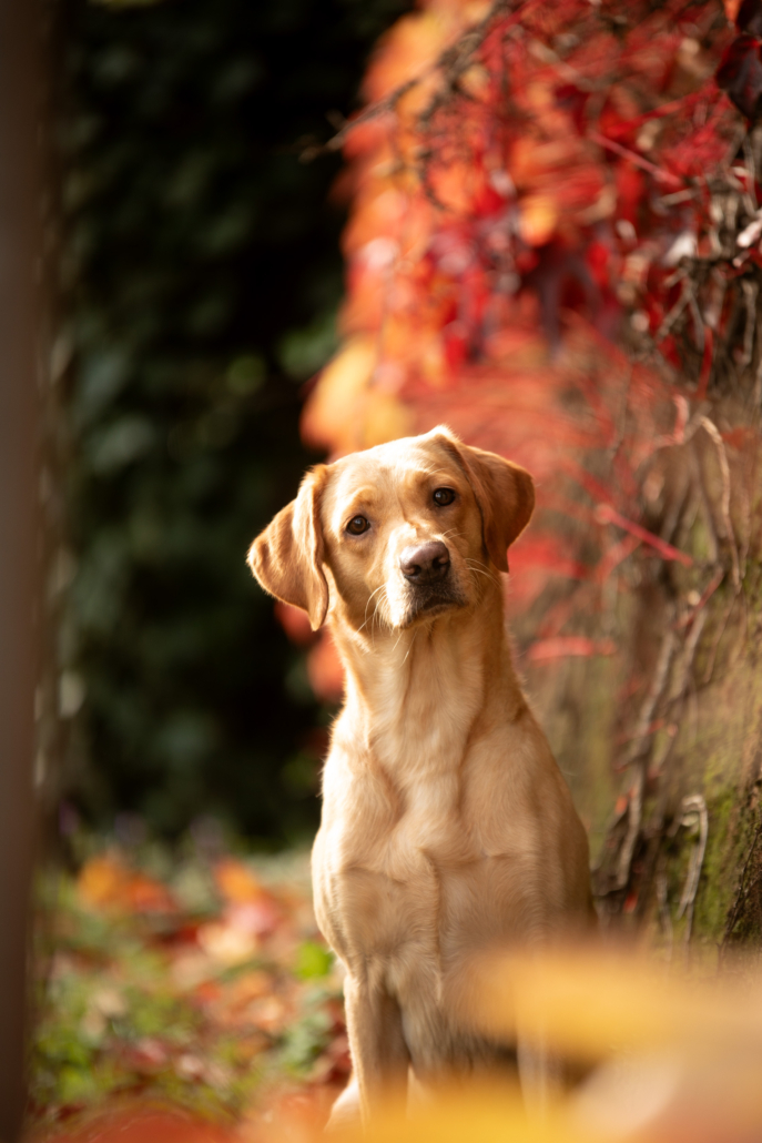 Labrador Herbst