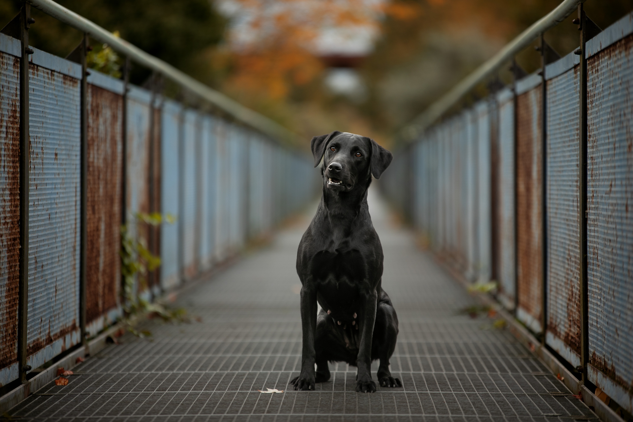 Labrador