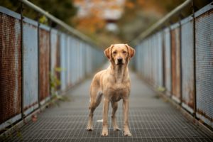 Labrador