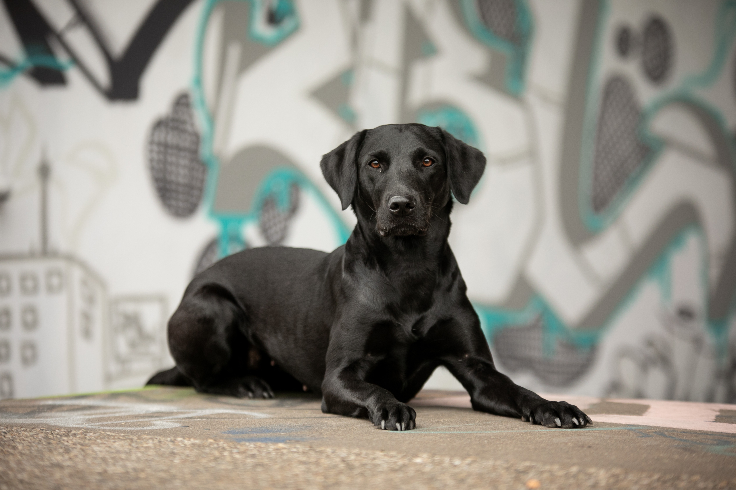 Labrador Graffiti