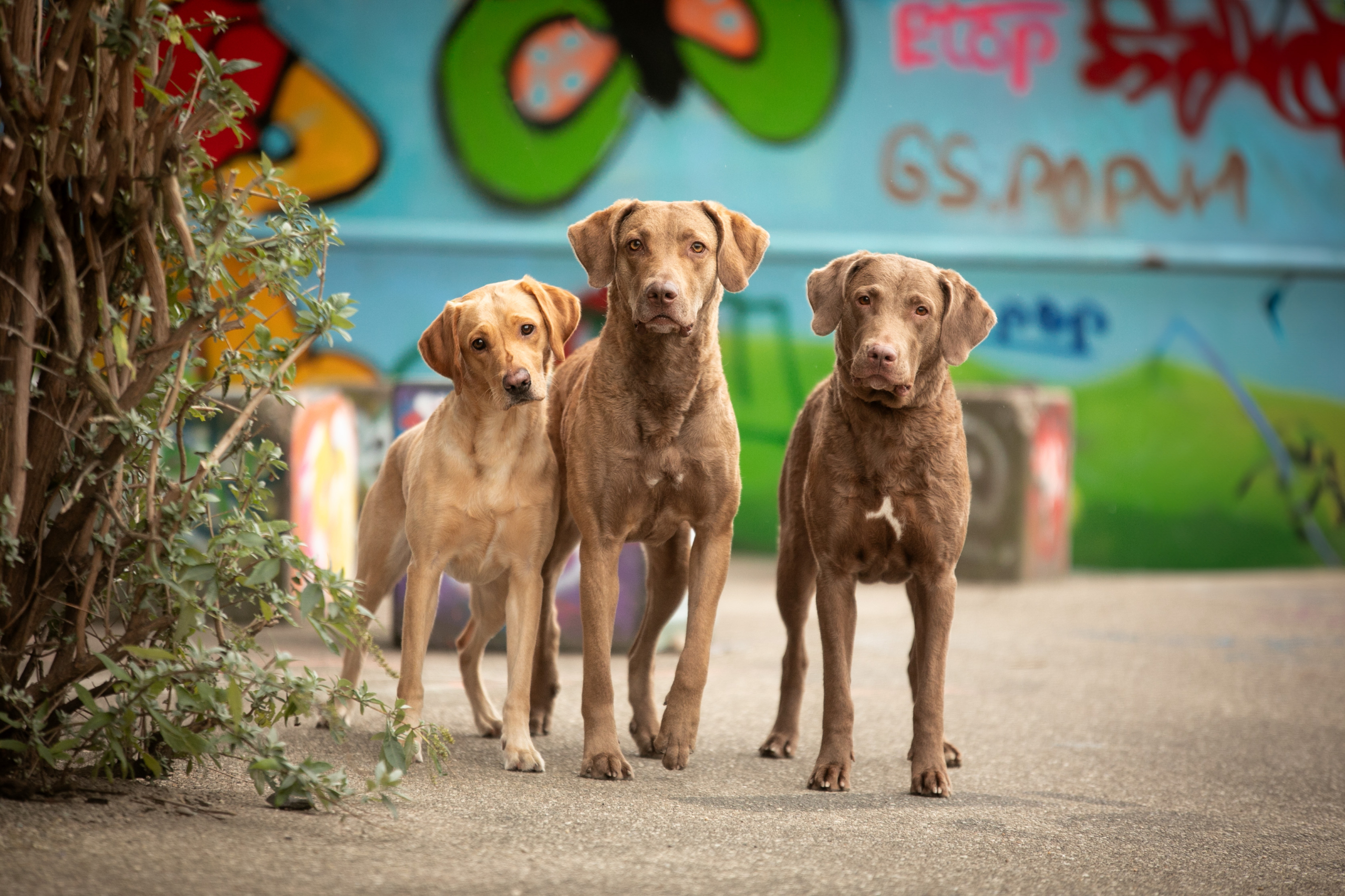 Labrador Graffiti