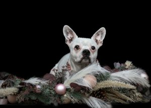 Hund mit Weihnachtskranz