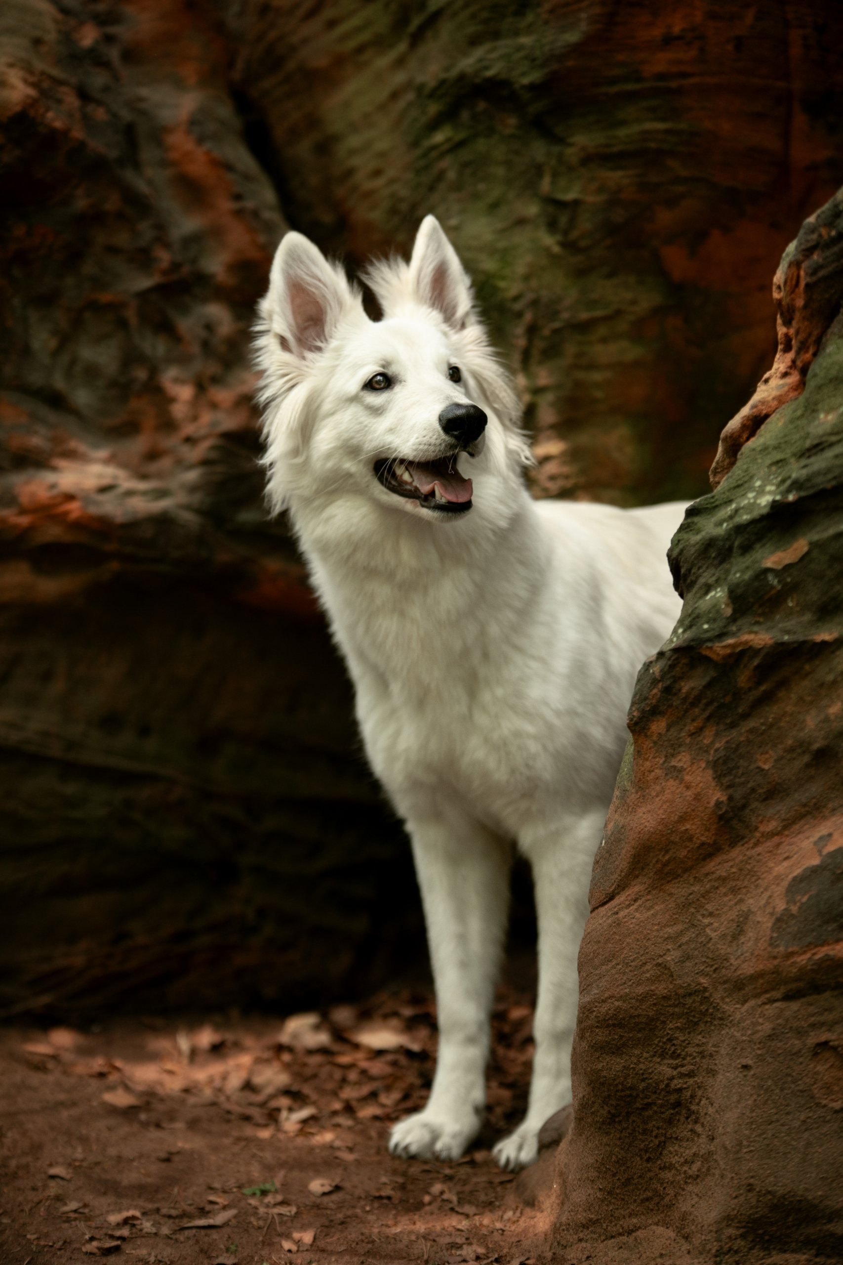 Weißer Schäferhund