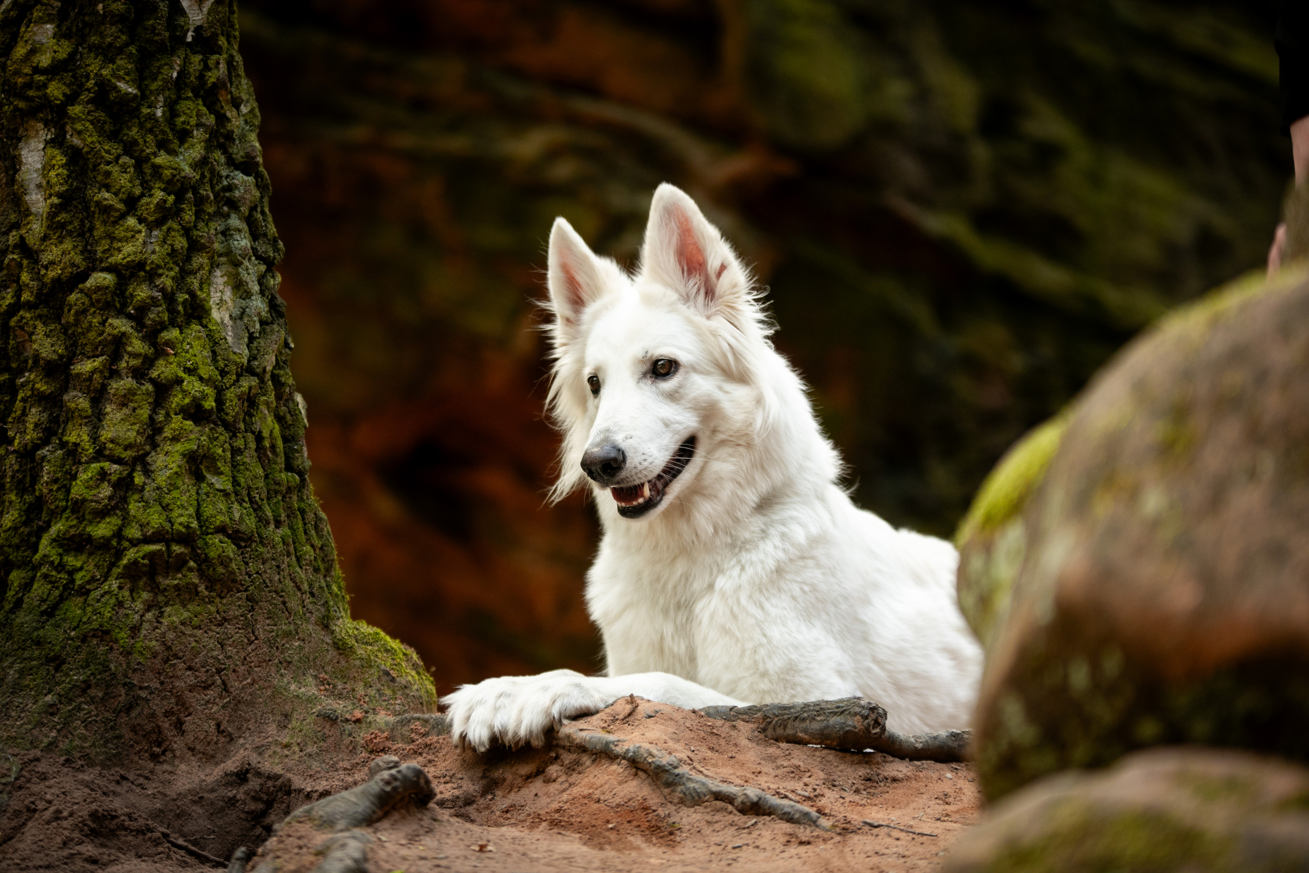 Weißer Schäferhund