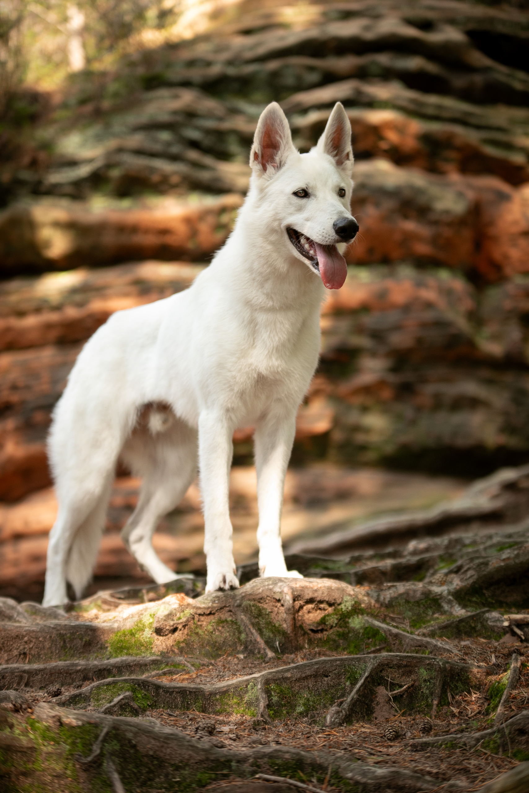 Weißer Schäferhund