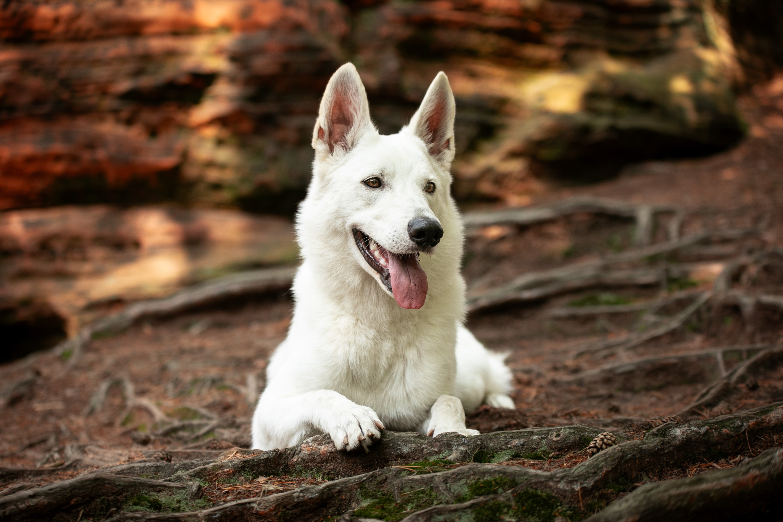 Weißer Schäferhund