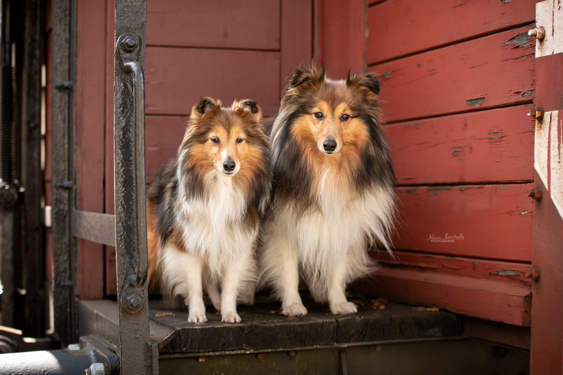 sheltie