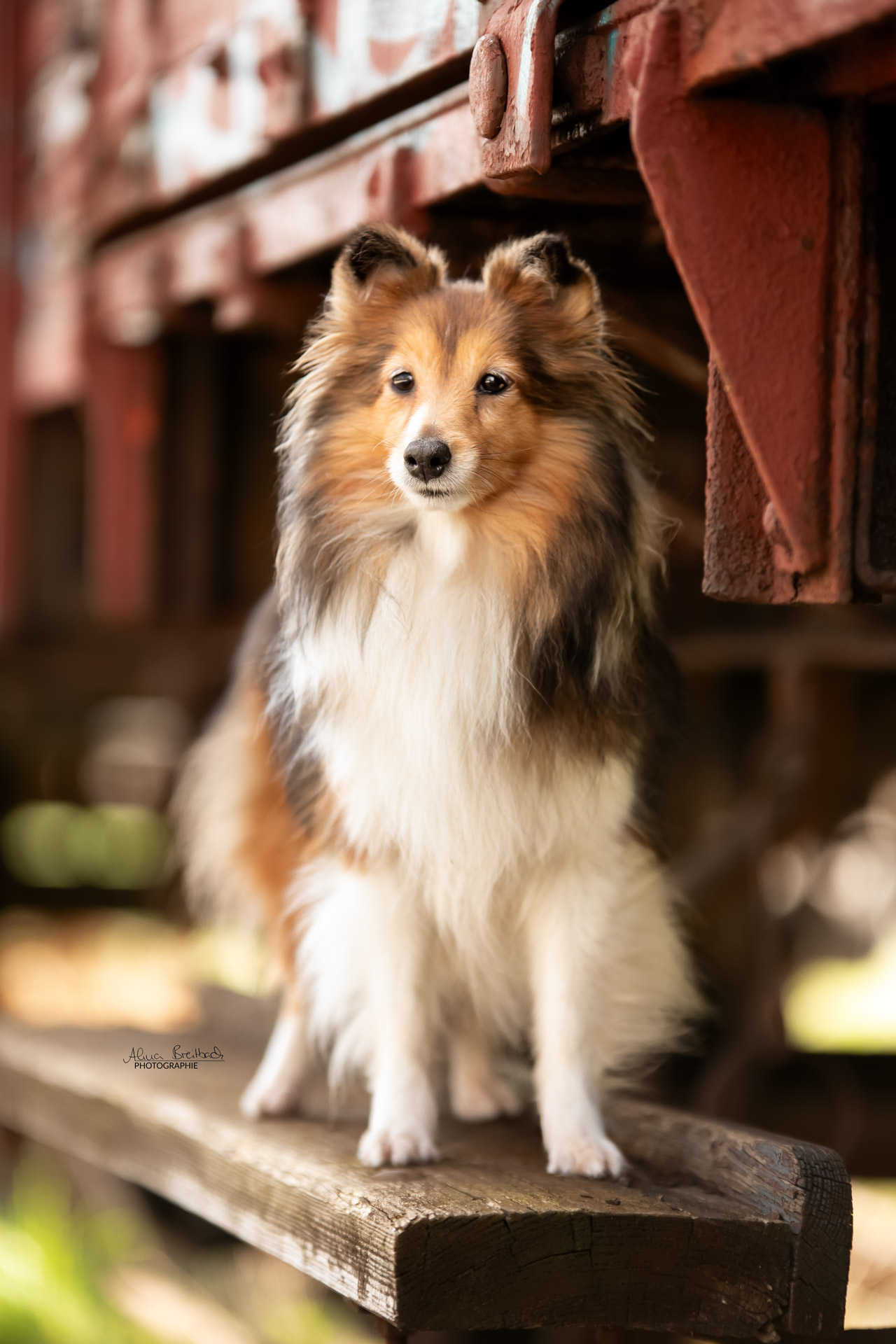 sheltie