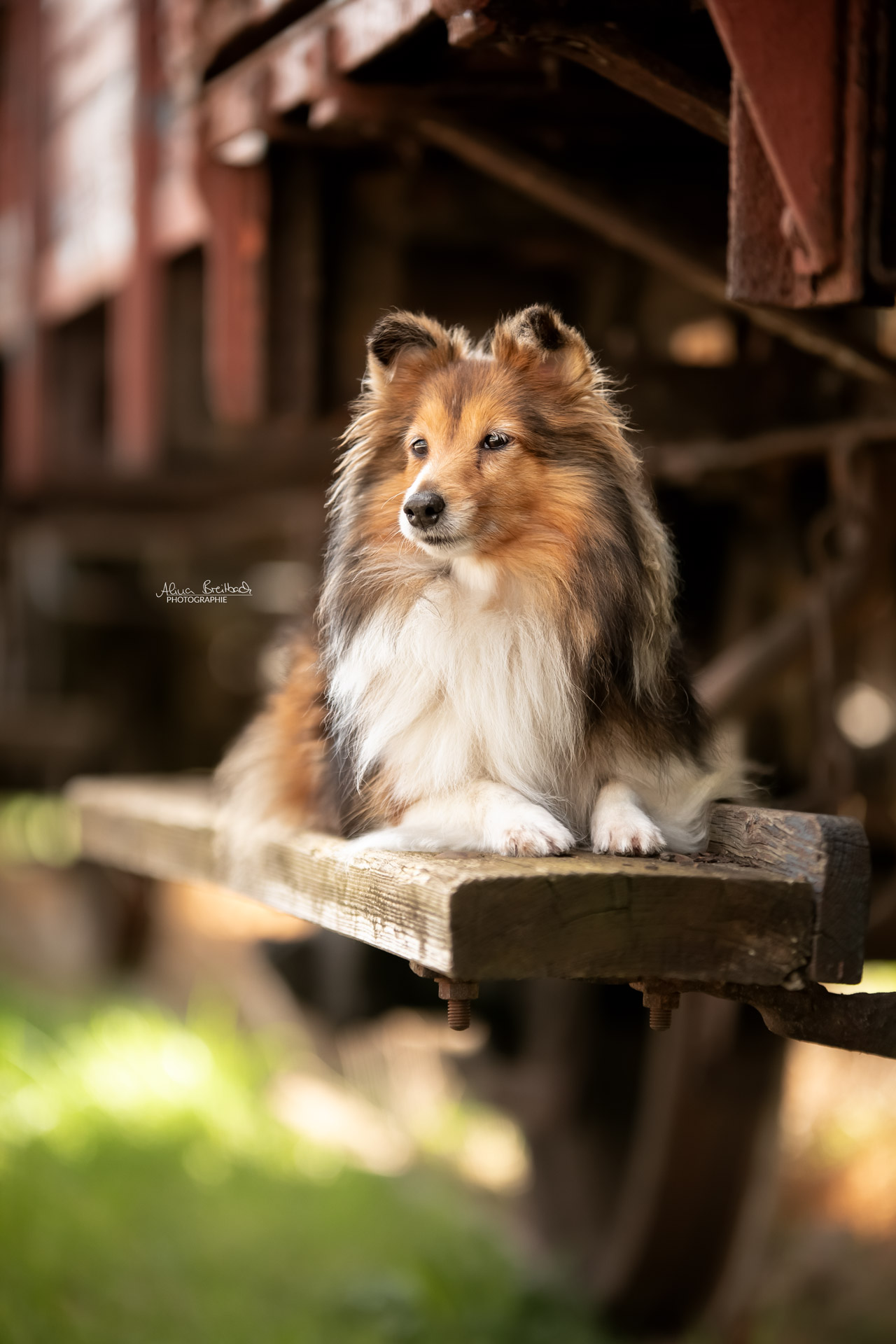 sheltie