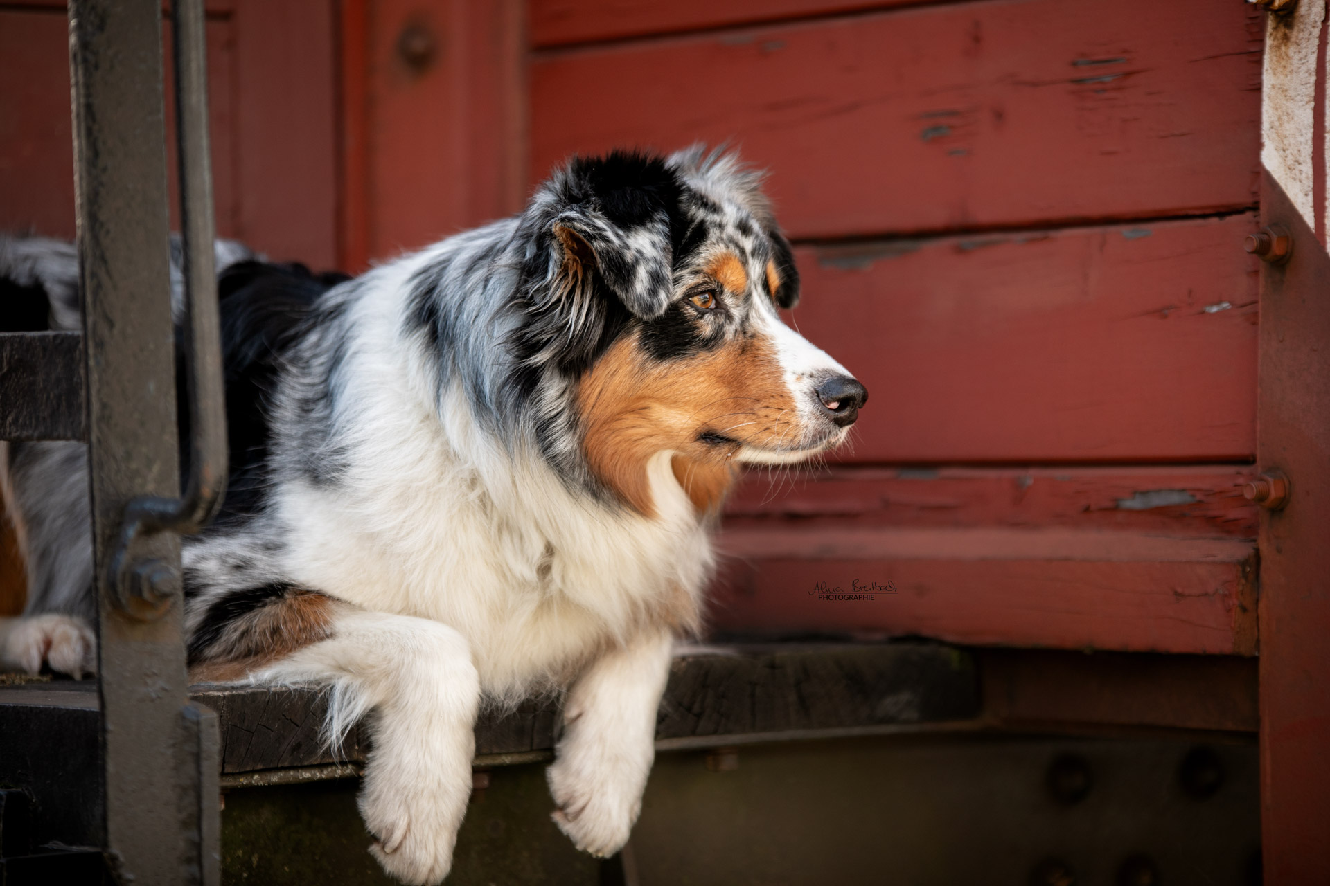 australian shepherd