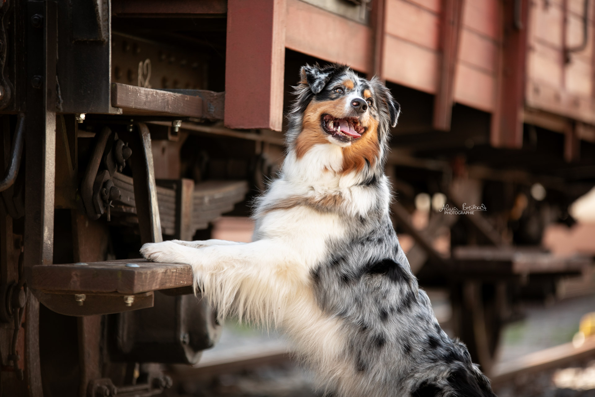 australian shepherd