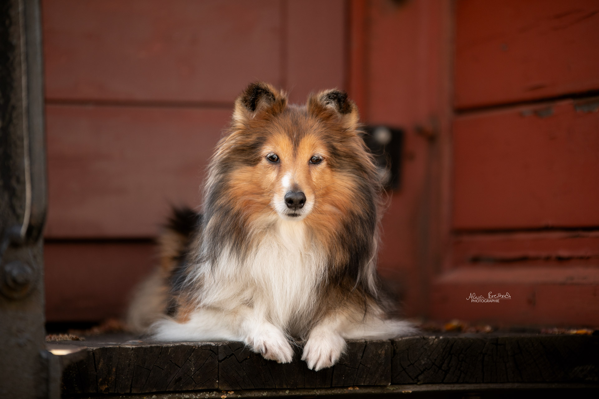 sheltie