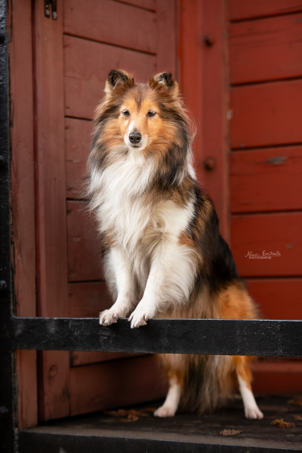 sheltie