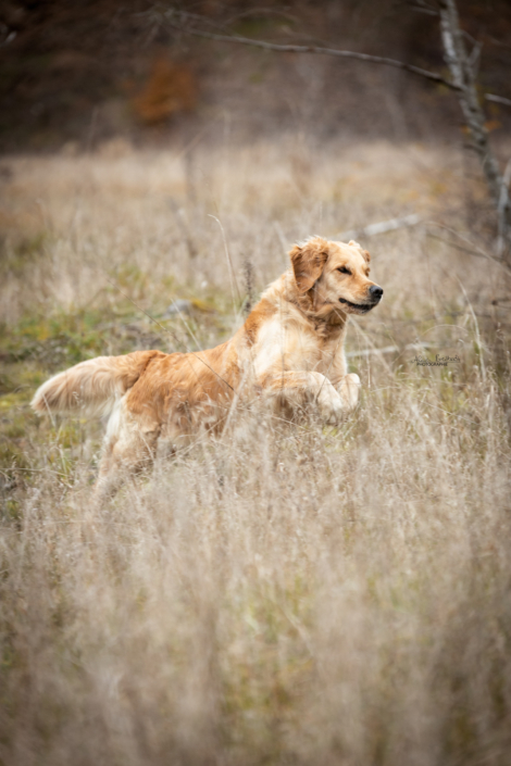 Vulkan Hund