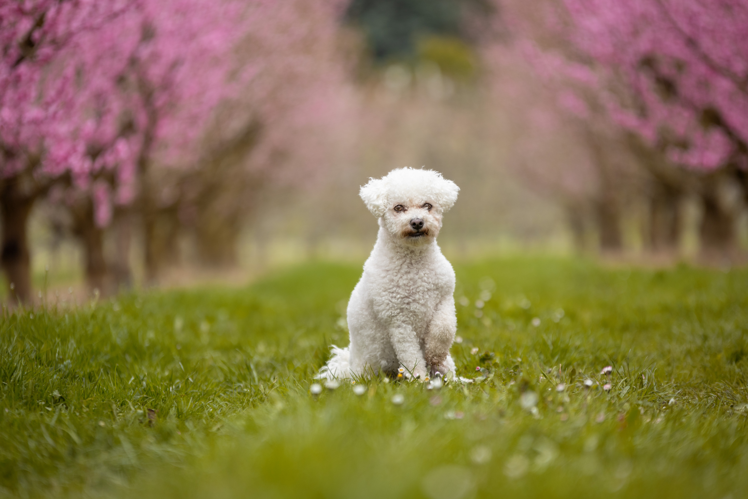 Portfoliotag Blüten Portfoliotag Blüten