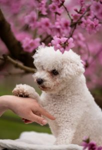 Blüten Portfoliotag