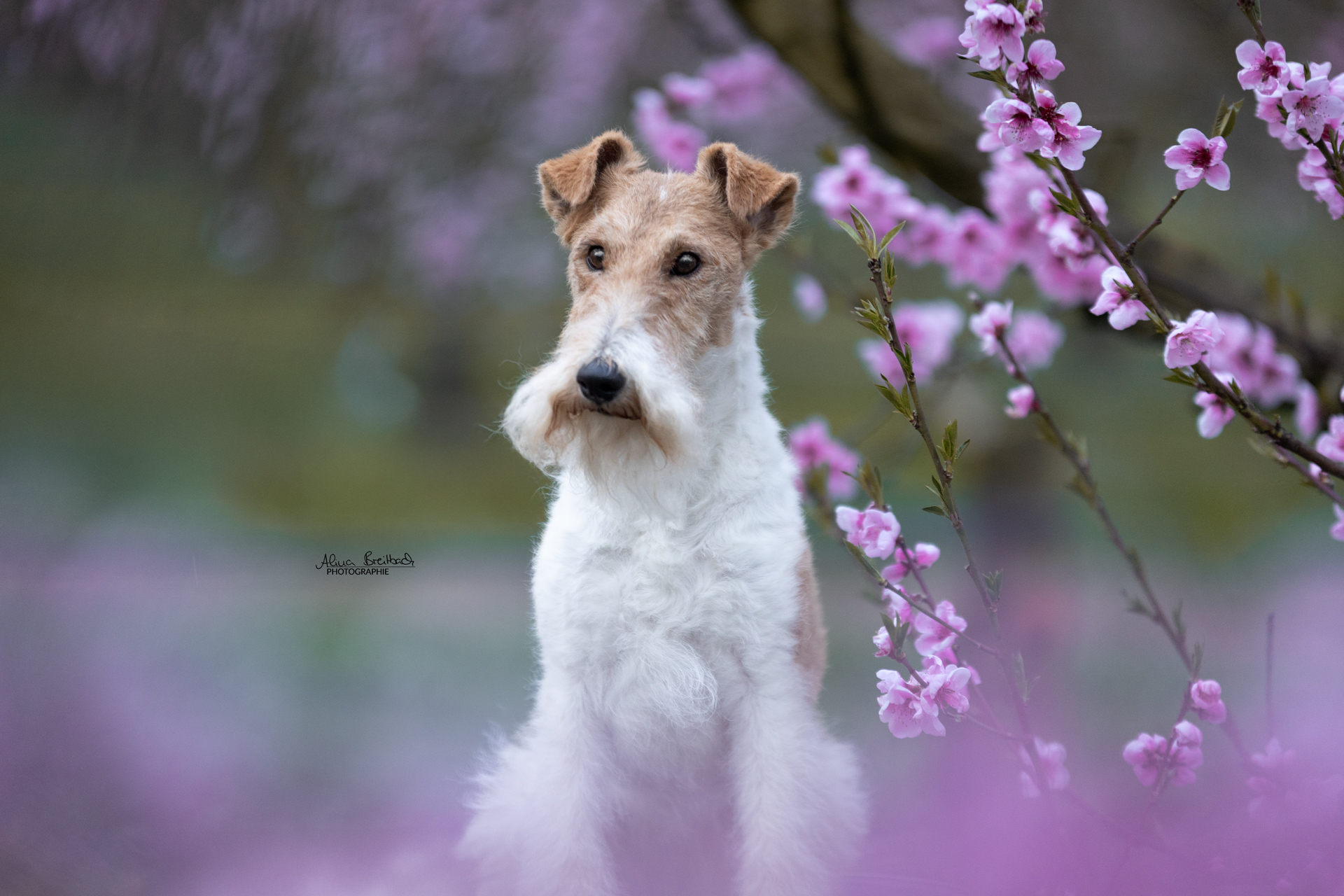 Blüten Hund Shooting