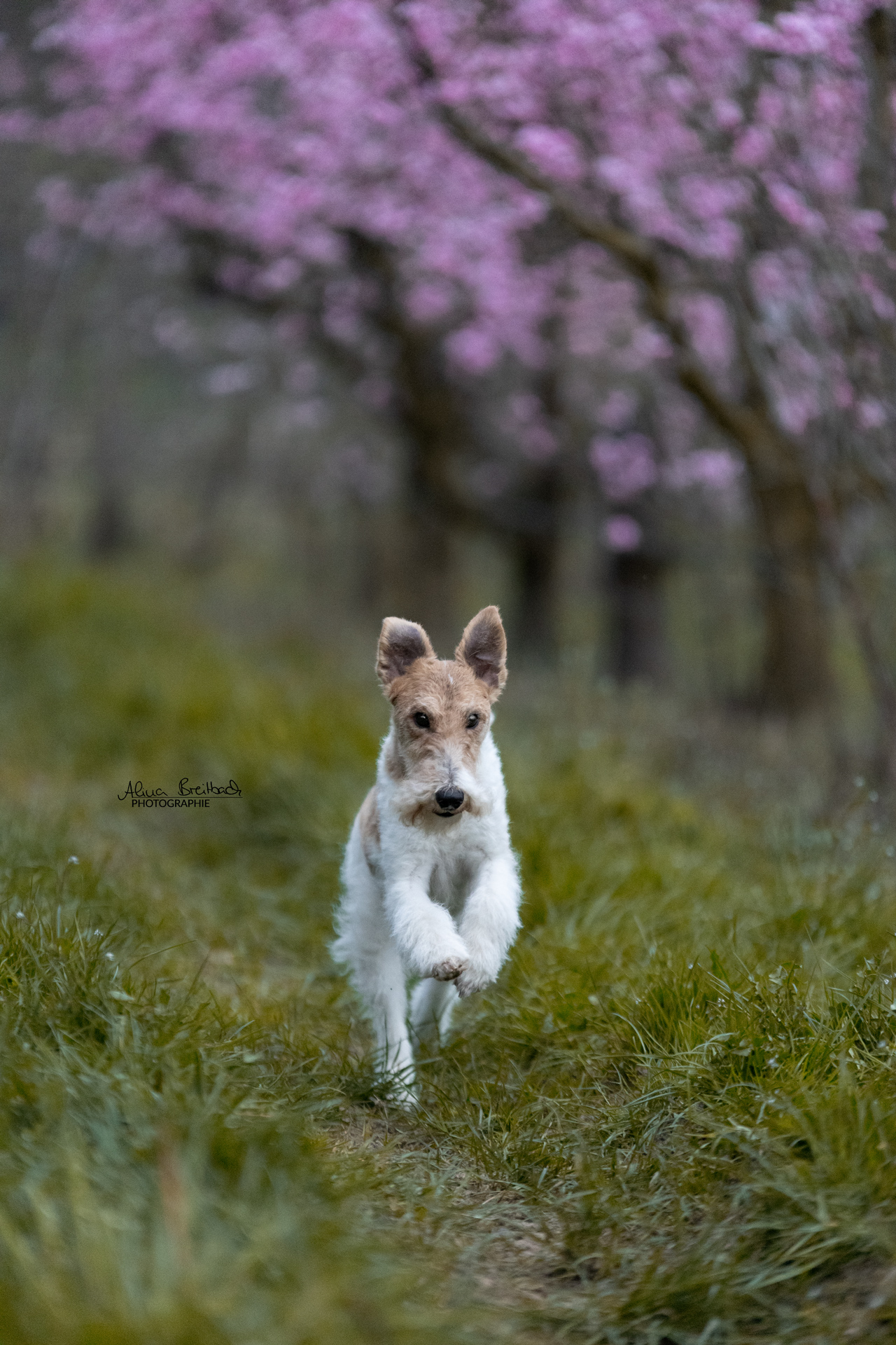 Blüten Hund Shooting