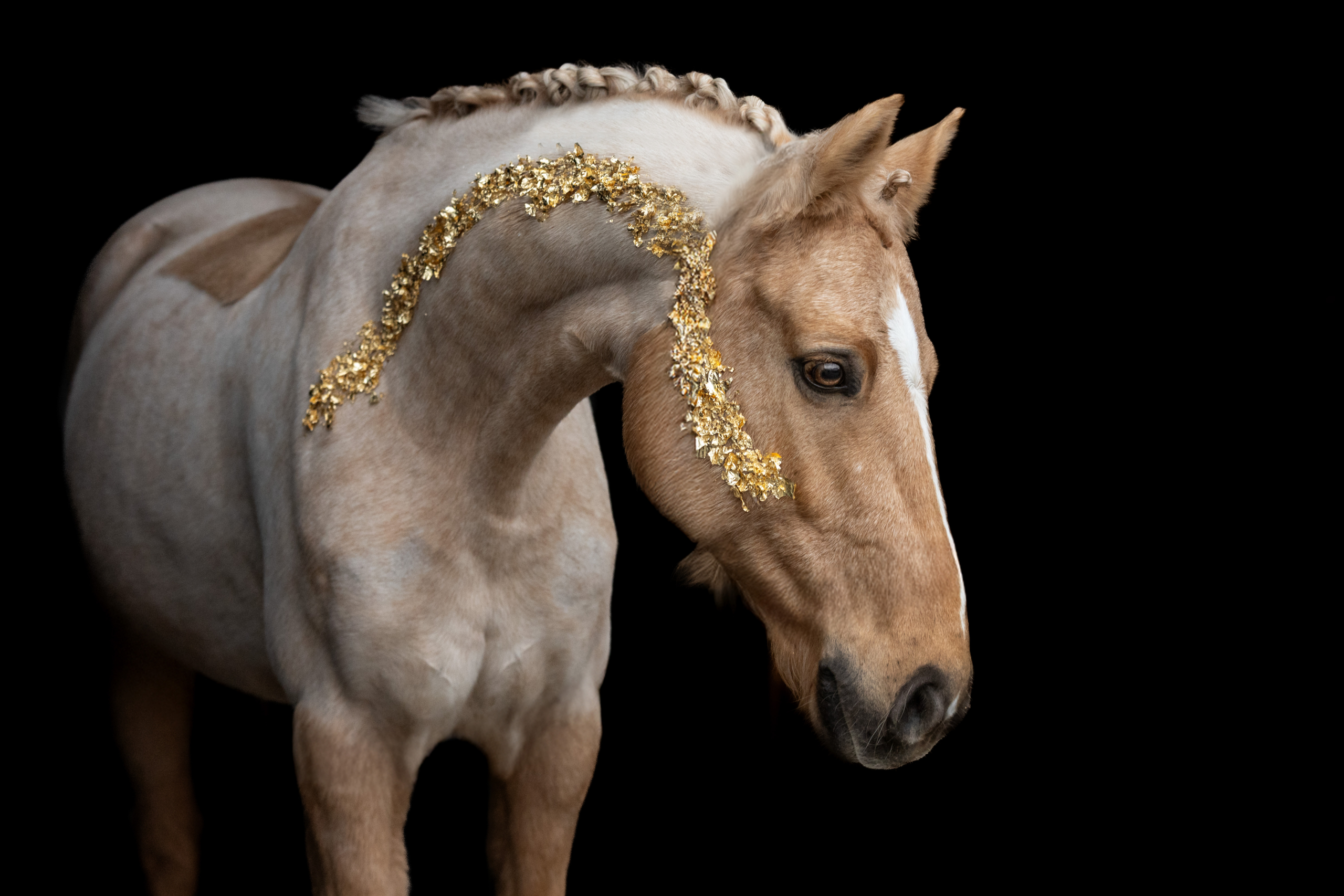 Golden Horses