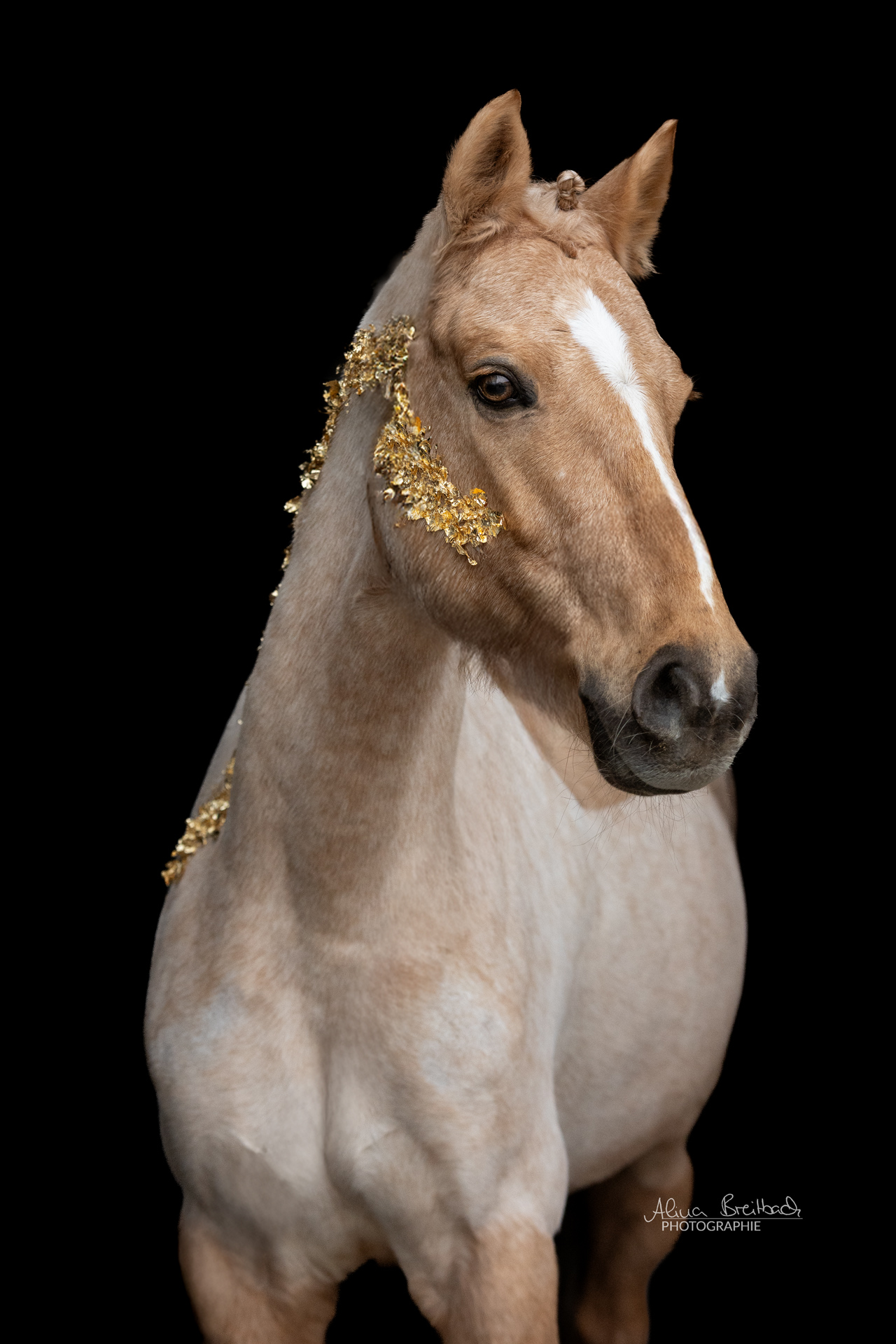 Golden Horses